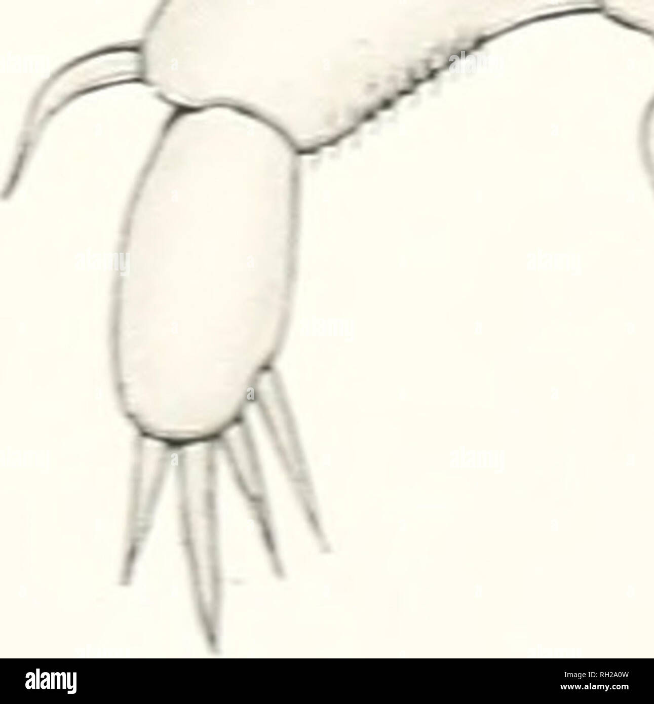 . Les Britanniques Parasitic Copepoda. Copepoda ; Crustacea -- Grande-Bretagne. ,'. Veuillez noter que ces images sont extraites de la page numérisée des images qui peuvent avoir été retouchées numériquement pour plus de lisibilité - coloration et l'aspect de ces illustrations ne peut pas parfaitement ressembler à l'œuvre originale.. Scott, Thomas ; Ray Society ; Scott, Andrew. Londres : imprimé pour la Ray Society Banque D'Images