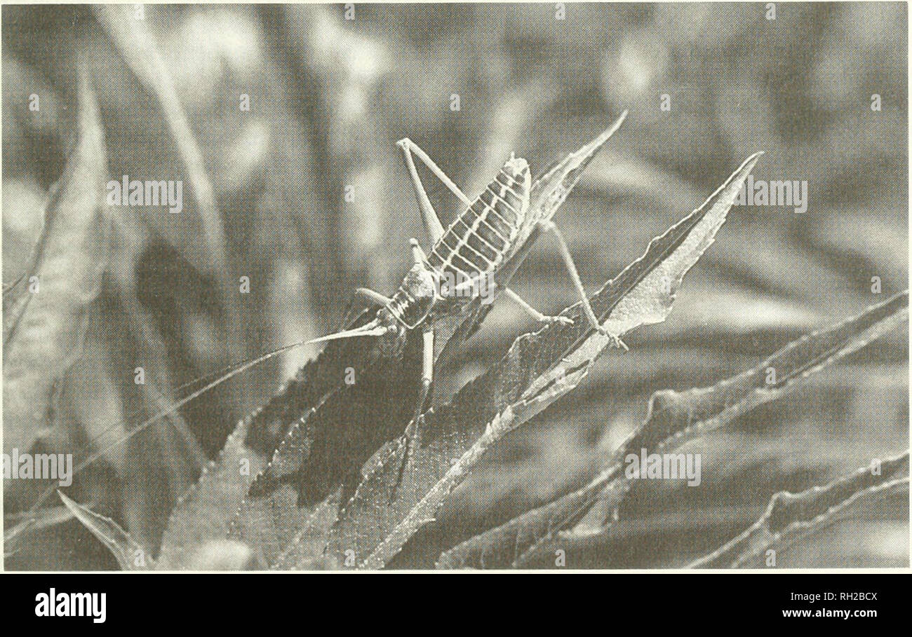 . British journal of Entomology and natural history. Histoire naturelle ; l'entomologie. Fig. 2. Un grand coléoptère huile granulose du sud-ouest de l'Espagne. Photo : N. A. Callow, représenté à la diapositive soirée du 12 novembre 1991.. Fig. 3. Nymphe de cricket d'Andorre. Photo : M. J. Simmons, représenté à la diapositive soirée du 12 novembre 1991.. Veuillez noter que ces images sont extraites de la page numérisée des images qui peuvent avoir été retouchées numériquement pour plus de lisibilité - coloration et l'aspect de ces illustrations ne peut pas parfaitement ressembler à l'œuvre originale.. La Société d'histoire naturelle et d'entomologie. Banque D'Images