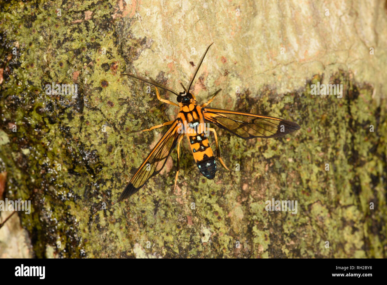 Costa Rica (Pheia elegans) adulte au repos sur tronc d'arbre, wasp imiter,Turrialba, Costa Rica, octobre Banque D'Images