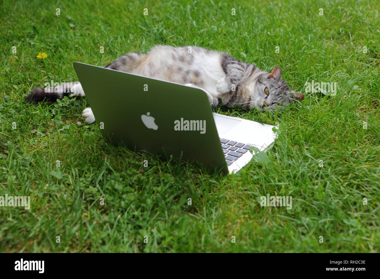 TEXEL, Pays-Bas - 5 juin 2018 : Cat et Apple Computer. Photo d'un MacBook Pro. Usage éditorial uniquement. Banque D'Images