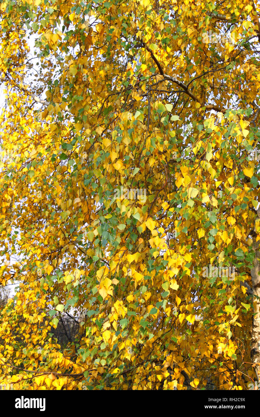Belles feuilles de l'automne de bouleau, Close up Banque D'Images