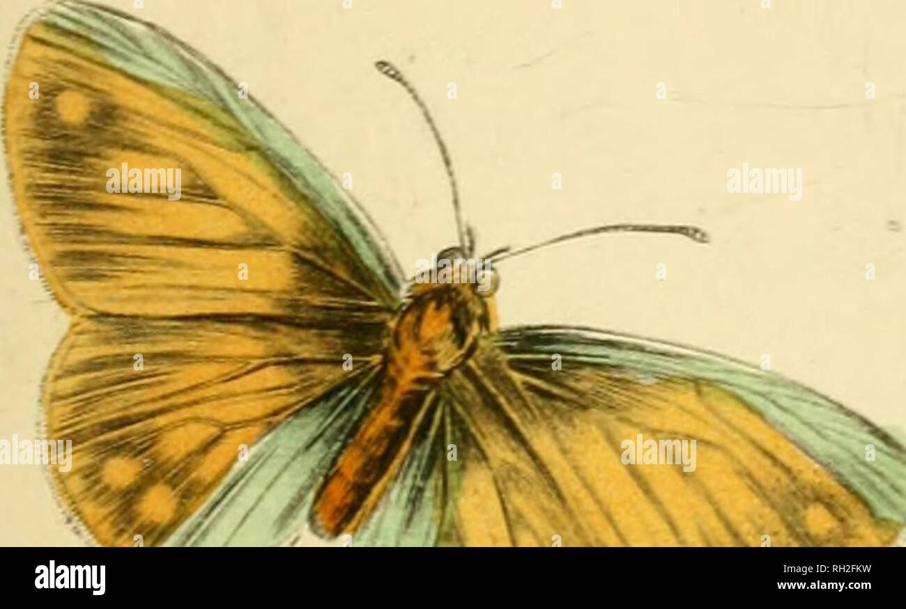 . En papillons. Werner, Abraham Gottlob, 1749-1817 ; les papillons. . Veuillez noter que ces images sont extraites de la page numérisée des images qui peuvent avoir été retouchées numériquement pour plus de lisibilité - coloration et l'aspect de ces illustrations ne peut pas parfaitement ressembler à l'œuvre originale.. Duncan, James, 1804-1861 ; Cuvier, Georges, baron, 1769-1832 ; Jardine, William, Sir, 1800-1874 ; Burth, Edward Henry, ancien propriétaire. Le DSI. Edinburgh : W.H. Lizars ; Londres : Henry G. Bohn Banque D'Images