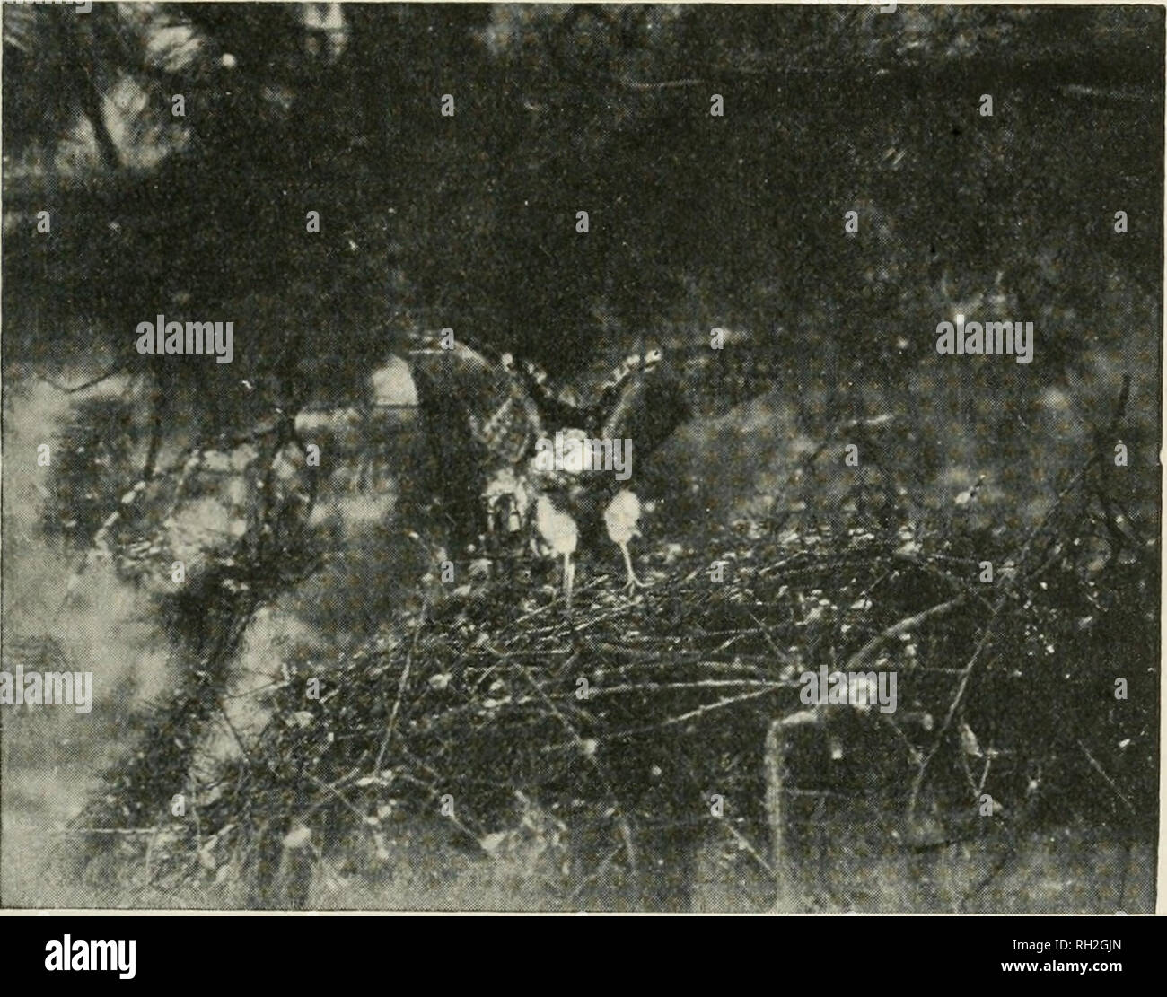 . La oiseaux. Les oiseaux. VOL. X ] HABITUDES ALIMENTAIRES DE SPARROW-HAWK. 77 étapes souvent, elle s'envole avec eux et les gouttes. Les jeunes sont grandement préoccupés avec les puces et sont toujours à la chasse aux puces. Un autre parasite qui les inquiète est une tique" de voler avec des ailes courtes, dont M. Gahan du British Museum m'indique est Ornithomyia avicularia L. Comme les oisillons grandissent, le bas continue de. Fig SPARROW-HAWK. Tliis sert à illustrer deux points : (i) la partie supérieure de l'oscillation est un stretchof les deux ailes ; (2) Le top de l'oscillation est le début de la " danse du rabat." (photographié par J. H Banque D'Images