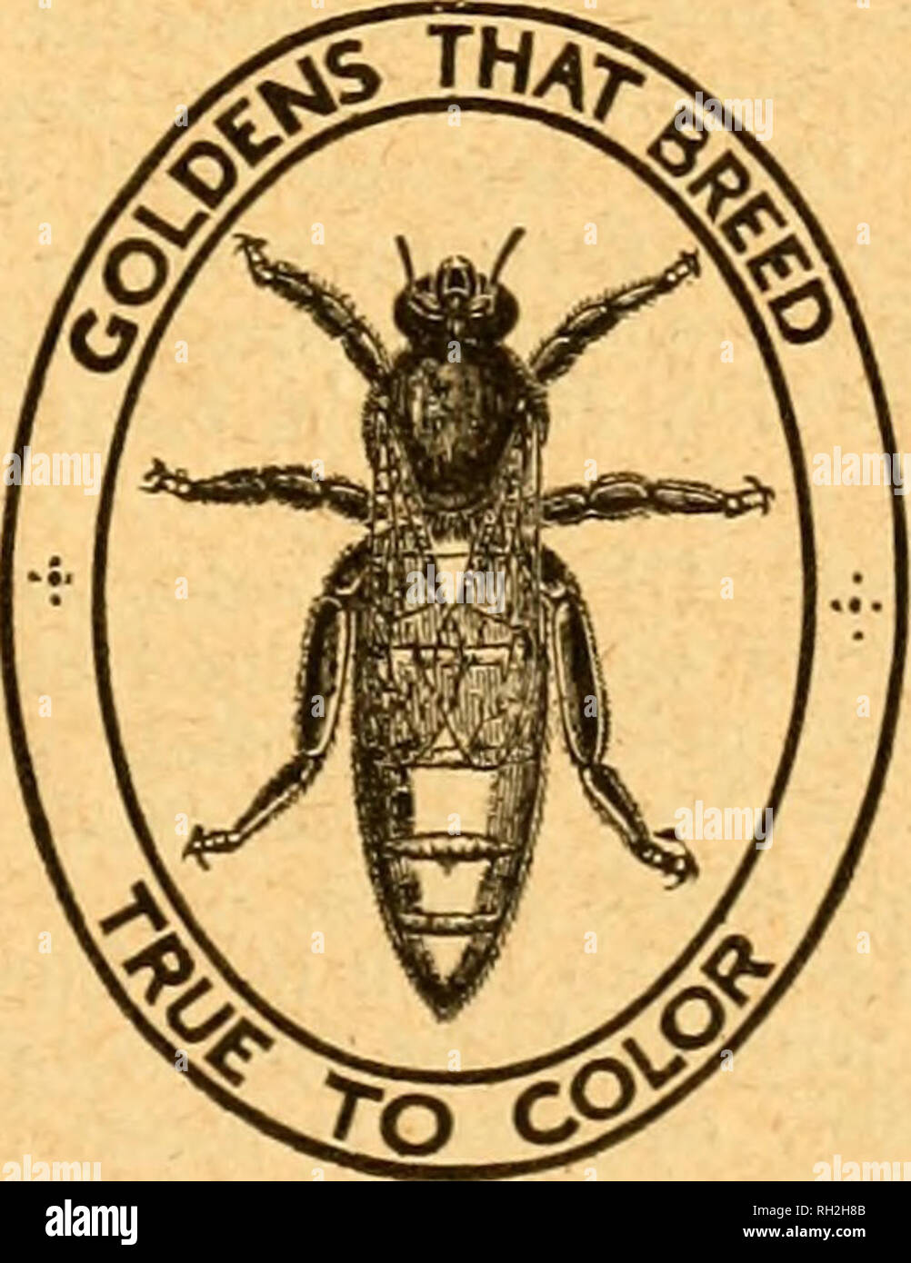 . British bee journal &AMP ; conseiller les apiculteurs. Les abeilles. 21 juillet, 1921. Le BBITISH BEE JOURNAL. 339-NATURELLES SOULEVÉES 1921 noirs fertiles, Ss. chaque. -WOOLDRIDGB, Woodleys, Winchcombe, Glos. r.40 italien pur FAKENHAM Queens sont tous sélectionnez Queens ; livraison rapide, juillet-août, 8s. 6d. chaque-ATKINSON, fakenham. r.q.159 À VENDRE, plusieurs noyaux sur châssis 3-commer- cial (16 in. x 10 in.) les cadres, avec l'italien 1921 Queens, £3, chaque port payé ; garantie de satisfaction-PEARSON &AMP ; GALE, MarlDQrpugb. q.156 LIVRAISON IMMÉDIATE.-4-frame, noyaux 50s.. 6-frame Stocks, 70. ; case 10 s., consignés - LEE, l'être Banque D'Images