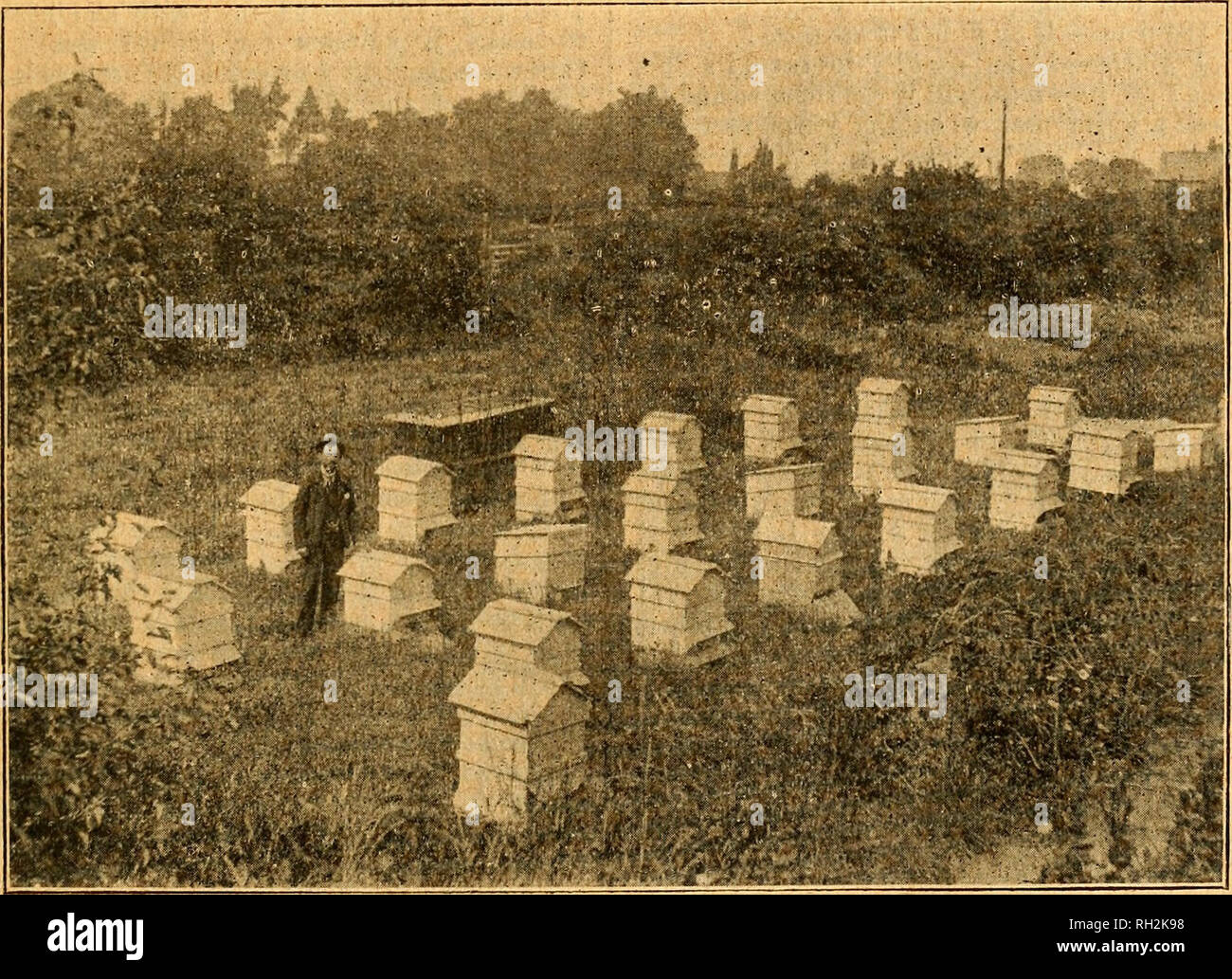 . British bee journal &AMP ; conseiller les apiculteurs. Les abeilles. Novembre 24, 1898.] LE BRITISH BEE JOURNAL. 465 tions ; et -lorsque j'ajoute qu'il détient maintenant un certificat d'expert de deuxième classe de la British Association des apiculteurs, et est l'un des conférenciers pour son association de comté dans leur bee-van de la propagande pour le conseil du comté de Berks, on voit que c'est un élève d'apt, et a fait l'essentiel de son temps et d'opportunités. " Ayant la gestion d'une grande entreprise de bois sur ses mains, bis l'apiculture a à faire dans le temps, que cela doit être pleinement utilisés, il sera d'accord Banque D'Images