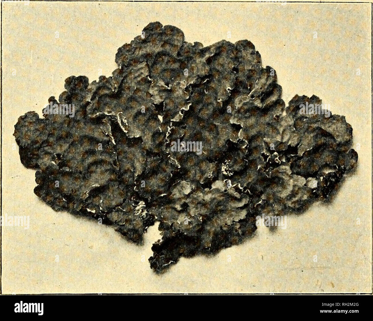 . La bryologue. Les Lichens Mousses hépatiques ; ; ; ; botanique Bryologie. -58- Sticta scrobiculata (Scop.) Ach. Fig. 7. Le thalle est grande, presque ronde, est irrégulièrement ponctuées, en couleur est un vert clair et à la marge est généralement plus sombre, avec un- teinte rougeâtre. Les lobes arrondis, ondulé sont fréquemment couverts de sorédies gris clair. La surface inférieure est d'un brun clair avec un pan à travers laquelle apparaissent des taches pâles, plus petit et plus rond que ceux en 5, amplissima Fig. 7. Sticta scrobiculata. Rouge, V,. P^^^onaria, APO- thecia sont très rares, elles sont petites et dispersées, le disque est un brun foncé avec un Banque D'Images