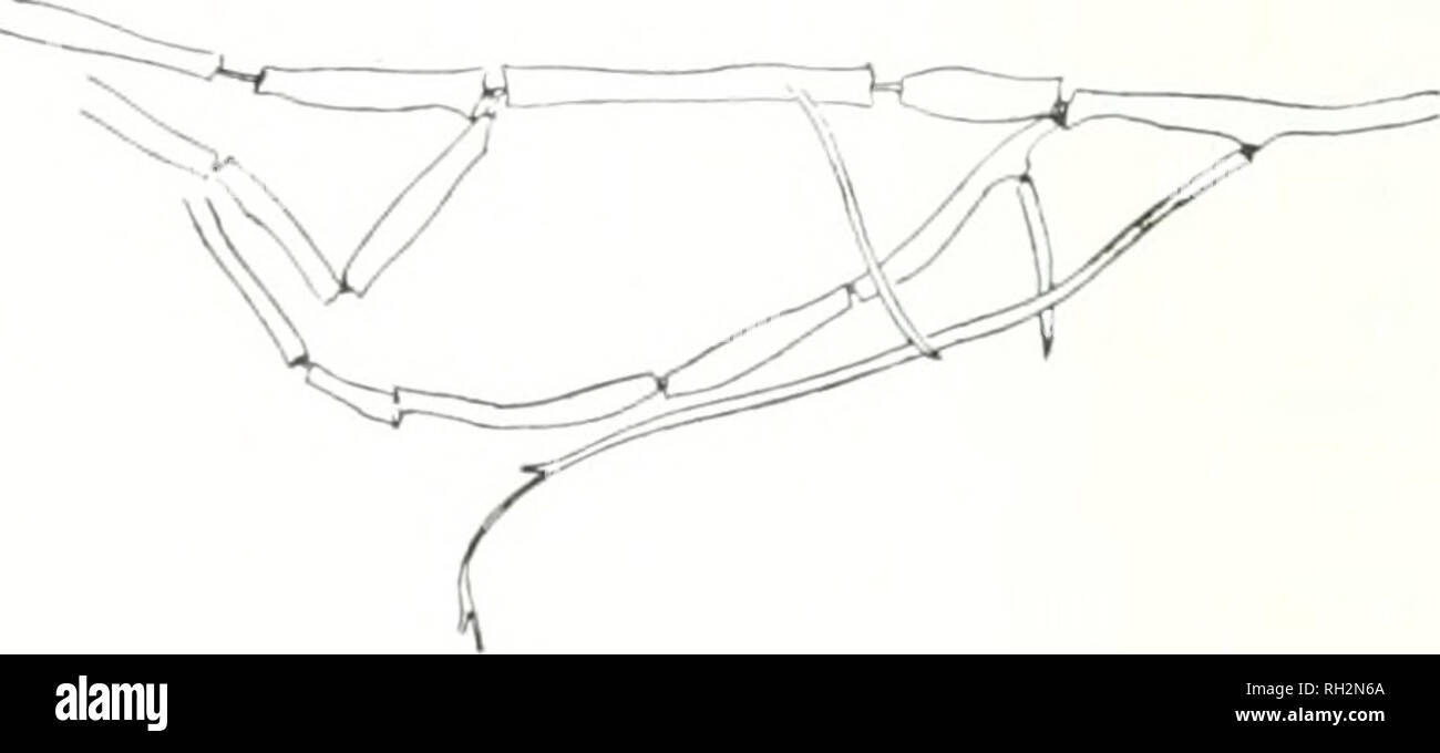 . La bryologue. Bryologie Bryologie ; -- Périodiques. . Veuillez noter que ces images sont extraites de la page numérisée des images qui peuvent avoir été retouchées numériquement pour plus de lisibilité - coloration et l'aspect de ces illustrations ne peut pas parfaitement ressembler à l'œuvre originale.. American Bryological et Lichenological Society ; American Bryological Society ; Sullivant Moss Society ; Grout, A. J. (Abel Joel), 1867-1947 ; Jennings, Otto Emery, 1877-1964 ; Steere, William Campbell, 1907-1989 ; Crum, Howard Alvin, 1922-2002 ; Reese, William Dean ; Smith, Annie Morrill, 1856-1946 ; Culberson, William Louis. St. Banque D'Images