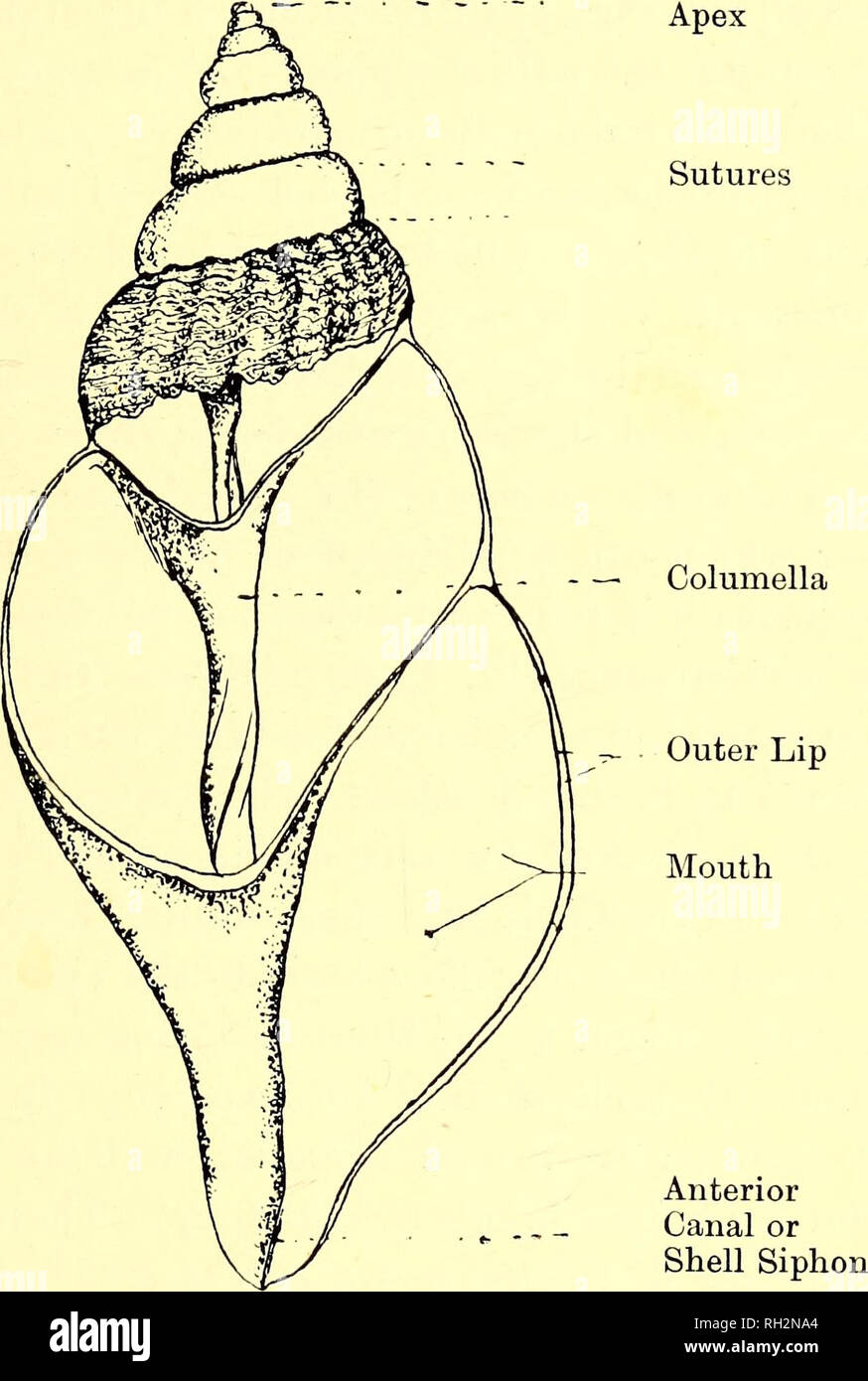 . Buccinum : (le buccin). Buccinidae. Cinq quartiers, l'ouverture se situera à droite de la columelle. Coquillages spiralés de cette manière sont "," mais une dextre parfois un " buccin " senestre avec la spirale inversée et les viscères asymétrique développé sur le côté opposé du corps. La coquille peut être considérée comme une longue spirale enroulée sur un cône. Text-fig. 1 montre les termes en usage pour la spire spire spire du corps. Fig. 1. les différentes parties. L'apex est la partie la plus ancienne de la coquille et souvent dans des gastéropodes marins présente des caractères, telles qu'être lovés dans l'inverse d Banque D'Images