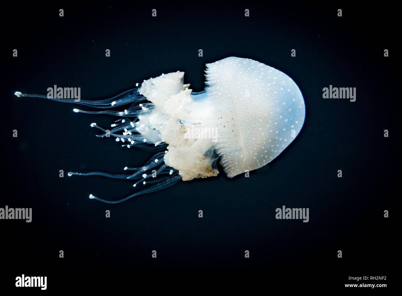 Les méduses avec des points blancs, les méduses (Phyllorhiza punctata bouche), fond sombre, l'occurrence de l'Aquarium du Pacifique, Vancouver Banque D'Images