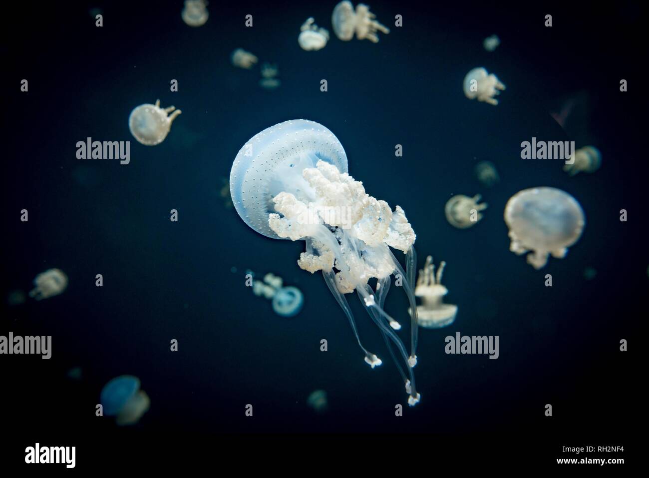 Les méduses avec des points blancs, les méduses (Phyllorhiza punctata bouche), fond sombre, l'occurrence de l'Aquarium du Pacifique, Vancouver Banque D'Images