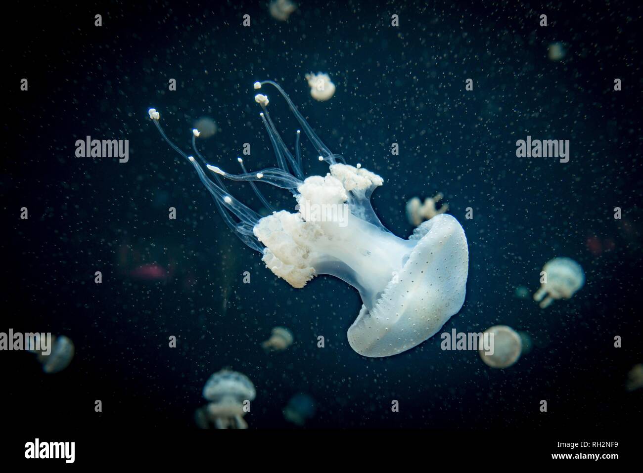 Les méduses avec des points blancs, les méduses (Phyllorhiza punctata bouche), fond sombre, l'occurrence de l'Aquarium du Pacifique, Vancouver Banque D'Images