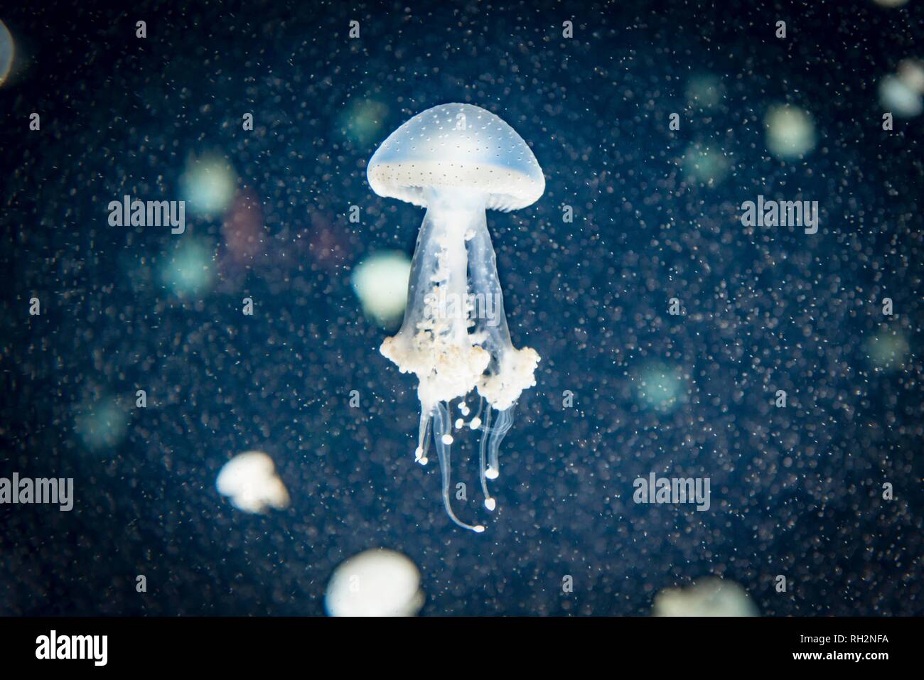 Les méduses avec des points blancs, les méduses (Phyllorhiza punctata bouche), fond sombre, l'occurrence de l'Aquarium du Pacifique, Vancouver Banque D'Images