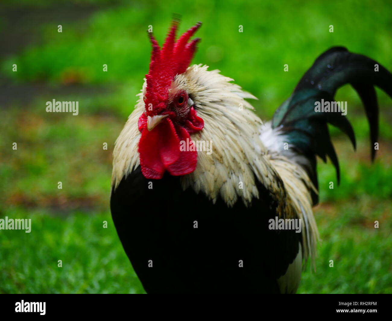 Bantam rooster, poulet (Gallus gallus domesticus Banque D'Images