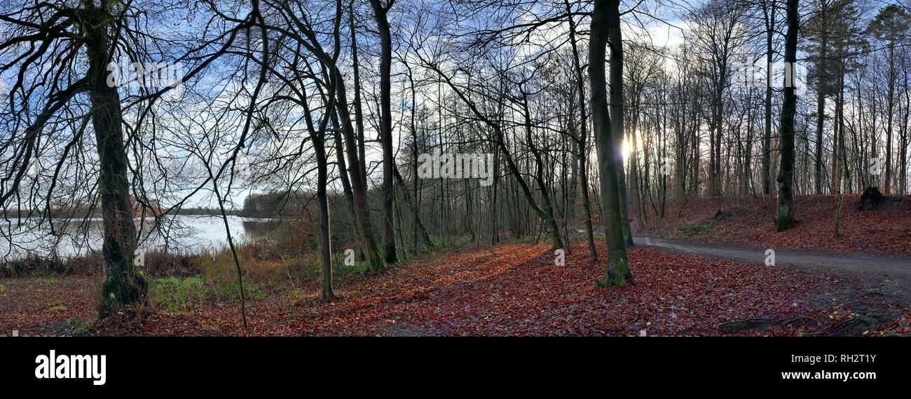 Panorama haute résolution d'une vue sur la forêt dans le nord de l'Allemagne Banque D'Images