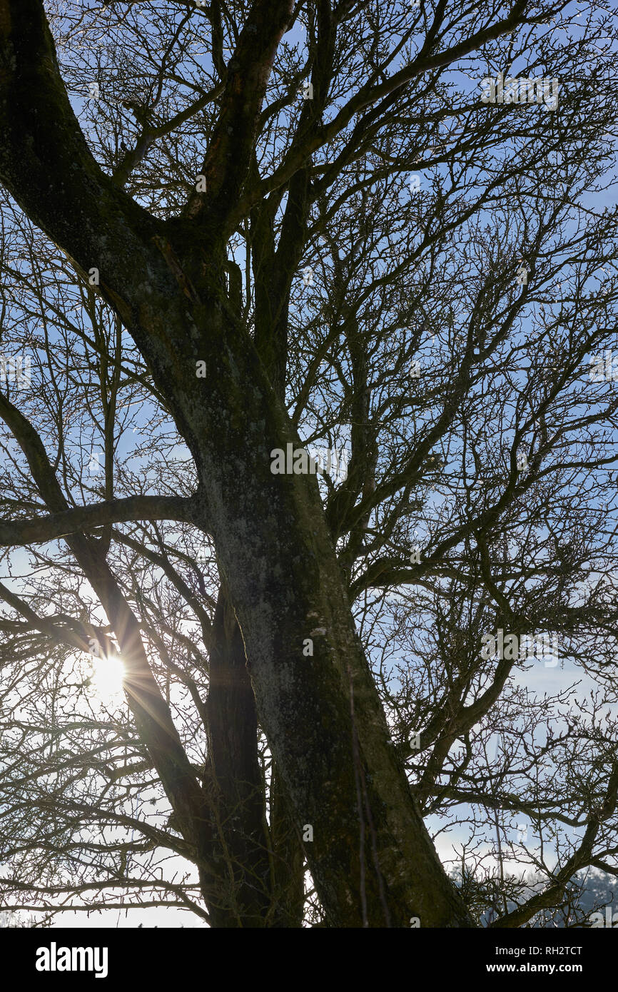 NIDDERDALE LANE, tourbe, Harrogate, N YORKS, UK, le 30 Jan 2019. Grâce à Sun burst willow tronc, branches et brindilles contre un ciel bleu très froid Banque D'Images