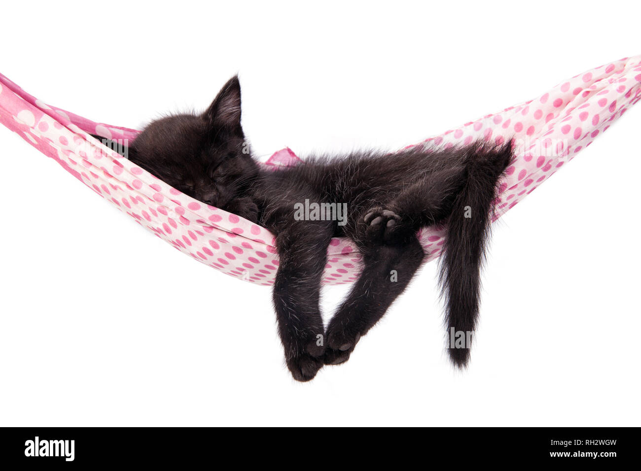 Petit Chaton dort sur un plateau. Petit chat dort doucement comme un petit lit. Chat dormir dans Petit Chaton dort sur un plateau. Petit chat dort doucement comme un petit lit. Chat dormir dans