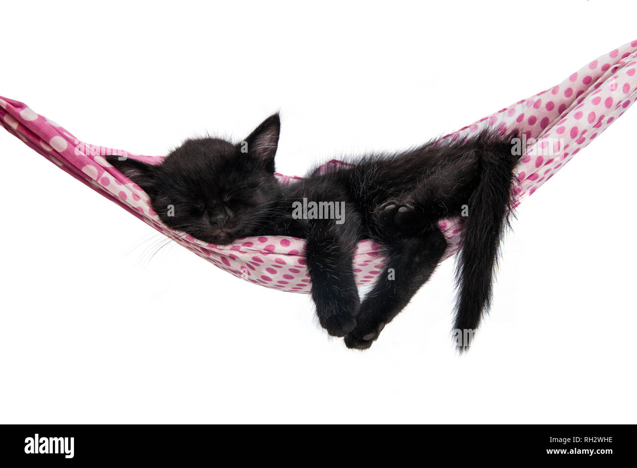 Chat Qui Dort Banque D Images Detourees Alamy