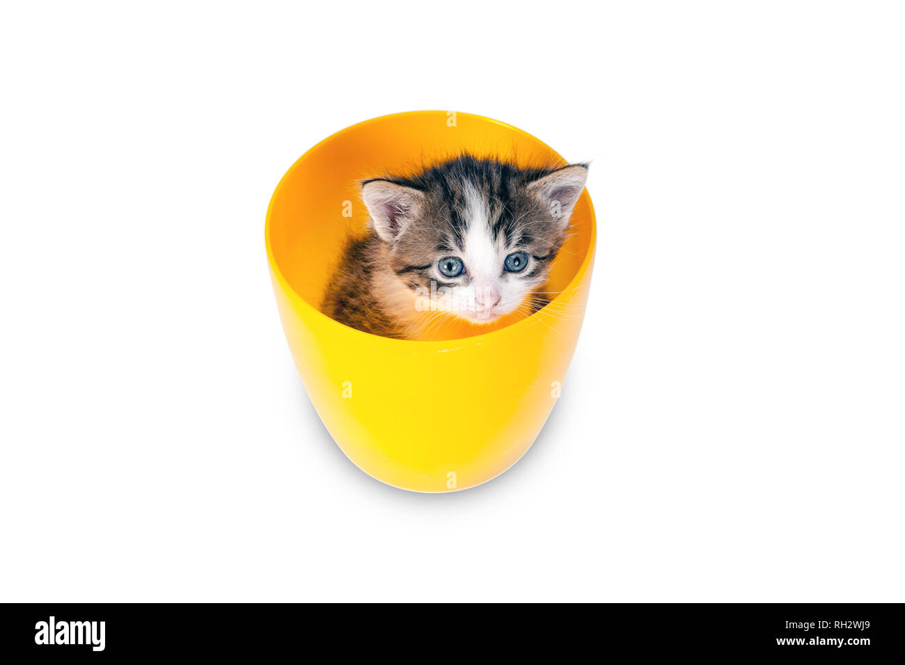 Tres Petit Chaton En Pots Sur Un Fond Blanc Les Petits Bonbons Chats A La Recherche Autour De Sur Les Cotes Et Vers L Avenir Photo Stock Alamy