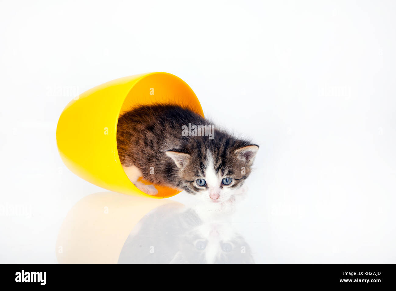 Tres Petit Chaton En Pots Sur Un Fond Blanc Les Petits Bonbons Chats A La Recherche Autour De Sur Les Cotes Et Vers L Avenir Photo Stock Alamy