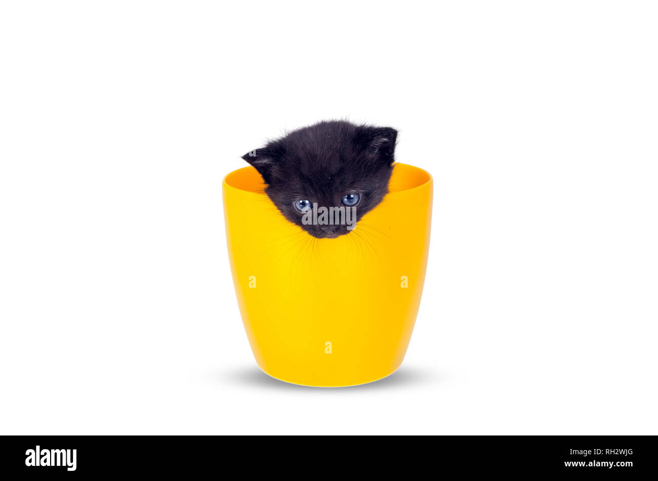 Tres Petit Chaton En Pots Sur Un Fond Blanc Les Petits Bonbons Chats A La Recherche Autour De Sur Les Cotes Et Vers L Avenir Photo Stock Alamy