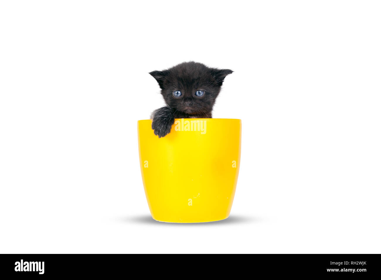 Tres Petit Chaton En Pots Sur Un Fond Blanc Les Petits Bonbons Chats A La Recherche Autour De Sur Les Cotes Et Vers L Avenir Photo Stock Alamy