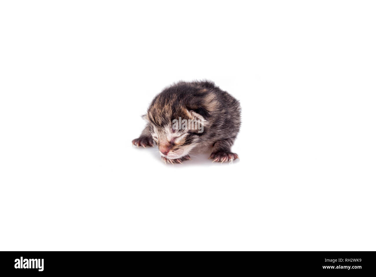 Petit Blind chaton sur un fond blanc. Premier jour après la naissance. Banque D'Images