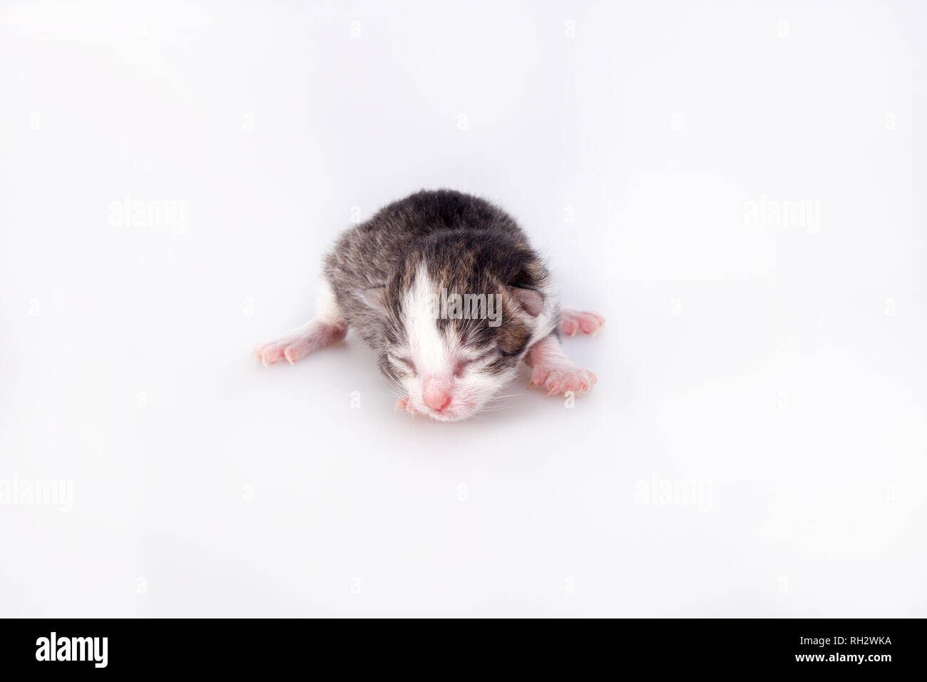 Petit Blind chaton sur un fond blanc. Premier jour après la naissance. Banque D'Images