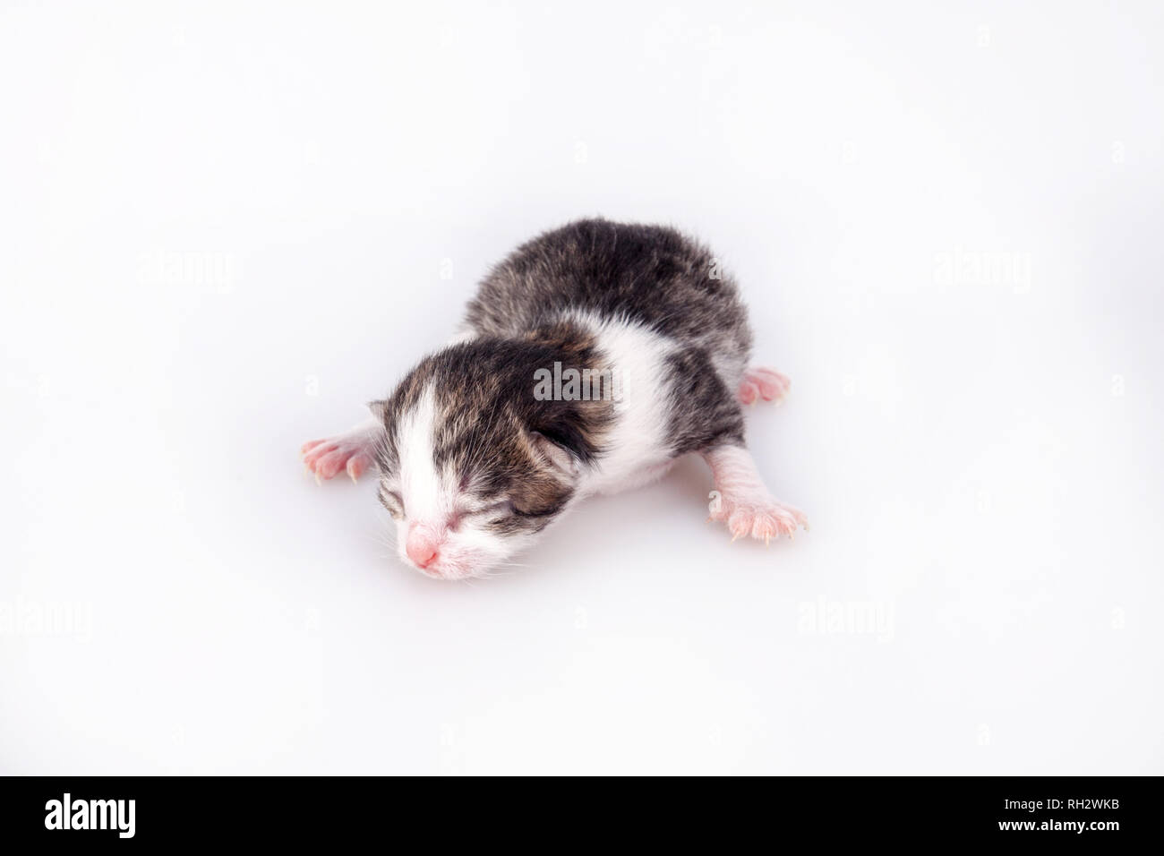 Petit Blind chaton sur un fond blanc. Premier jour après la naissance. Banque D'Images