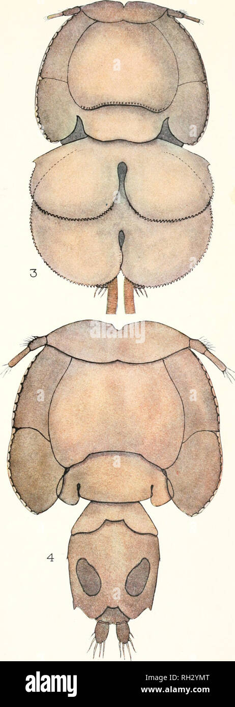 . Les Britanniques Parasitic Copepoda. Copepoda ; Crustacea -- Grande-Bretagne. . Veuillez noter que ces images sont extraites de la page numérisée des images qui peuvent avoir été retouchées numériquement pour plus de lisibilité - coloration et l'aspect de ces illustrations ne peut pas parfaitement ressembler à l'œuvre originale.. Scott, Thomas ; Ray Society ; Scott, Andrew. Londres : imprimé pour la Ray Society Banque D'Images