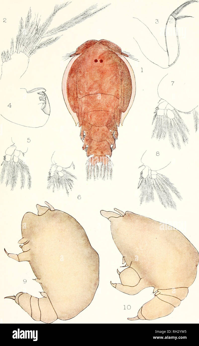 . Les Britanniques Parasitic Copepoda. Copepoda ; Crustacea -- Grande-Bretagne. Assiette XX. Veuillez noter que ces images sont extraites de la page numérisée des images qui peuvent avoir été retouchées numériquement pour plus de lisibilité - coloration et l'aspect de ces illustrations ne peut pas parfaitement ressembler à l'œuvre originale.. Scott, Thomas ; Ray Society ; Scott, Andrew. Londres : imprimé pour la Ray Society Banque D'Images