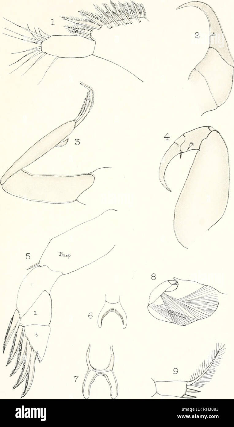 . Les Britanniques Parasitic Copepoda. Copepoda ; Crustacea -- Grande-Bretagne. Assiette IX. Veuillez noter que ces images sont extraites de la page numérisée des images qui peuvent avoir été retouchées numériquement pour plus de lisibilité - coloration et l'aspect de ces illustrations ne peut pas parfaitement ressembler à l'œuvre originale.. Scott, Thomas ; Ray Society ; Scott, Andrew. Londres : imprimé pour la Ray Society Banque D'Images