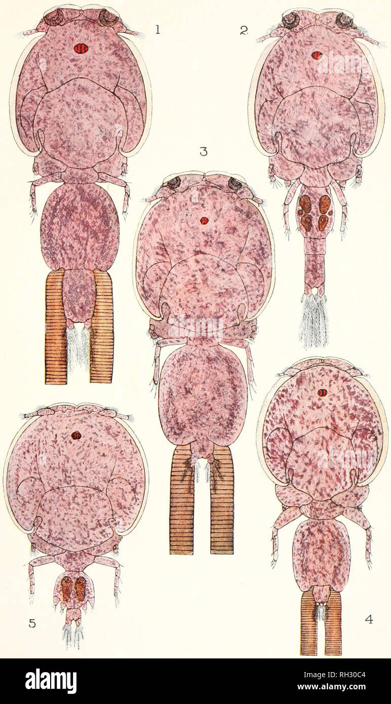 . Les Britanniques Parasitic Copepoda. Copepoda ; Crustacea -- Grande-Bretagne. Assiette VI. Veuillez noter que ces images sont extraites de la page numérisée des images qui peuvent avoir été retouchées numériquement pour plus de lisibilité - coloration et l'aspect de ces illustrations ne peut pas parfaitement ressembler à l'œuvre originale.. Scott, Thomas ; Ray Society ; Scott, Andrew. Londres : imprimé pour la Ray Society Banque D'Images