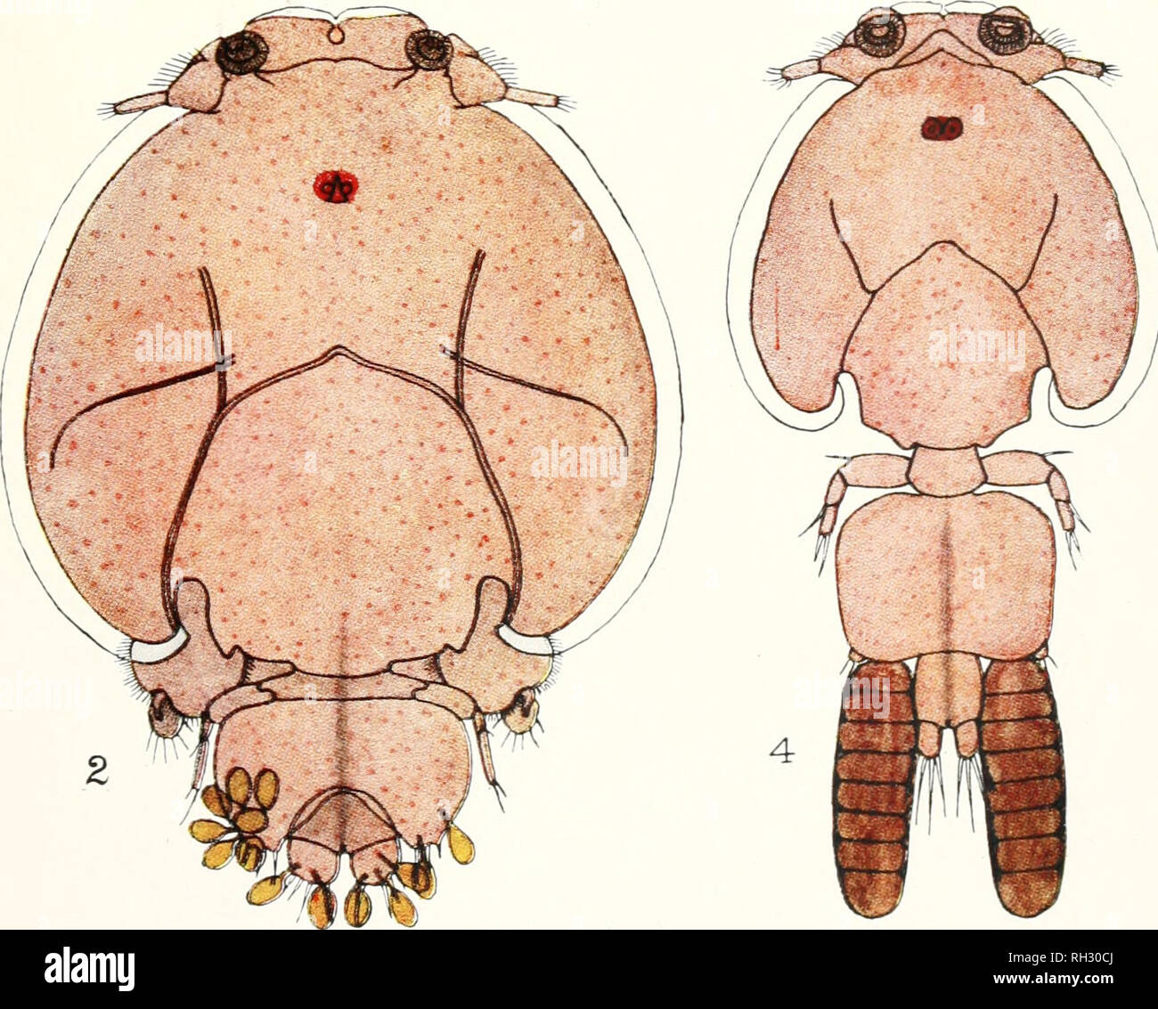 . Les Britanniques Parasitic Copepoda. Copepoda ; Crustacea -- Grande-Bretagne. . Veuillez noter que ces images sont extraites de la page numérisée des images qui peuvent avoir été retouchées numériquement pour plus de lisibilité - coloration et l'aspect de ces illustrations ne peut pas parfaitement ressembler à l'œuvre originale.. Scott, Thomas ; Ray Society ; Scott, Andrew. Londres : imprimé pour la Ray Society Banque D'Images