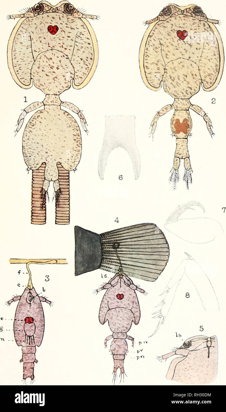 . Les Britanniques Parasitic Copepoda. Copepoda ; Crustacea -- Grande-Bretagne. Tôles IV. Veuillez noter que ces images sont extraites de la page numérisée des images qui peuvent avoir été retouchées numériquement pour plus de lisibilité - coloration et l'aspect de ces illustrations ne peut pas parfaitement ressembler à l'œuvre originale.. Scott, Thomas ; Ray Society ; Scott, Andrew. Londres : imprimé pour la Ray Society Banque D'Images