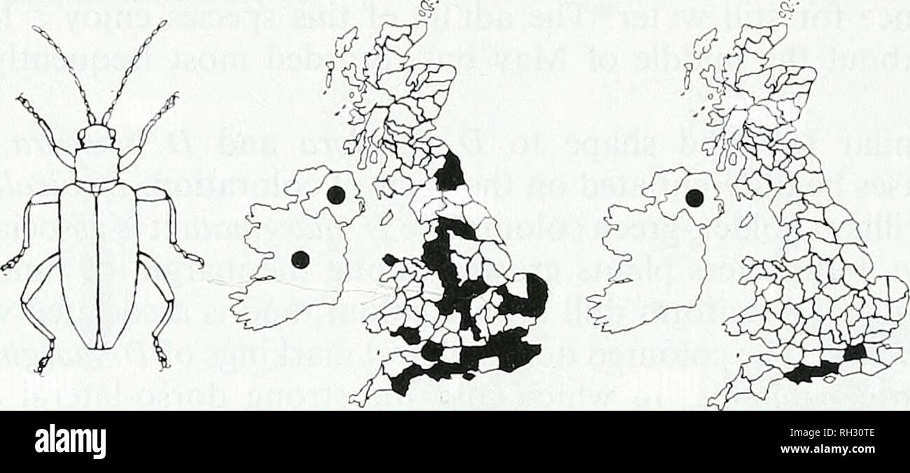 . British journal of Entomology and natural history. Histoire naturelle ; l'entomologie. BR 144. J. ENT. NAT. HIST., 9 : 1996 bleu-vert ou même une profonde couleur bleu-violacé à la fin de leur saison adultes fin juillet et début août. Anciennement trouvés en N. et S. Wales, East et West Midlands, N.E., N.W., S., S.E. S.W. L'Angleterre et de l'East Anglia, cette espèce est désormais limité à trois vice-comtés, un dans chaque de S., S.E. et S.W. L'Angleterre. 9 Zschach Donacia bicolora .i. VICE-COMTÉ DISTRIBUTION. ( = 28 avant 1970) : 3 ; 6 ; 9 ; 10 ; 11 ; 12 ; 14 ; 15 ; 16 ; 17 ; 18 ; 21 ; 23 ; 25 ; 26 ; 27 ; 29 ; 37 ; 38 ; 39 ; 41 ; 52 ; 55 Banque D'Images