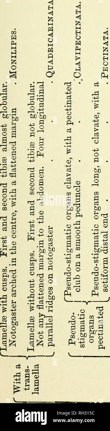 . Oribatidae britannique. Oribatidae ; arachnides. Genre NOTASPIS. À 355 o F3 H00. Veuillez noter que ces images sont extraites de la page numérisée des images qui peuvent avoir été retouchées numériquement pour plus de lisibilité - coloration et l'aspect de ces illustrations ne peut pas parfaitement ressembler à l'œuvre originale.. Michael, A. D. (Albert Davidson), 1836-1927. Londres, la Ray Society Banque D'Images