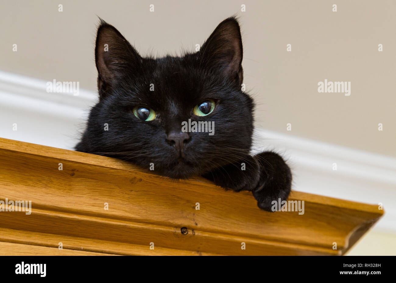Un jeune chat noir assis sur le dessus d'une armoire en bois Banque D'Images