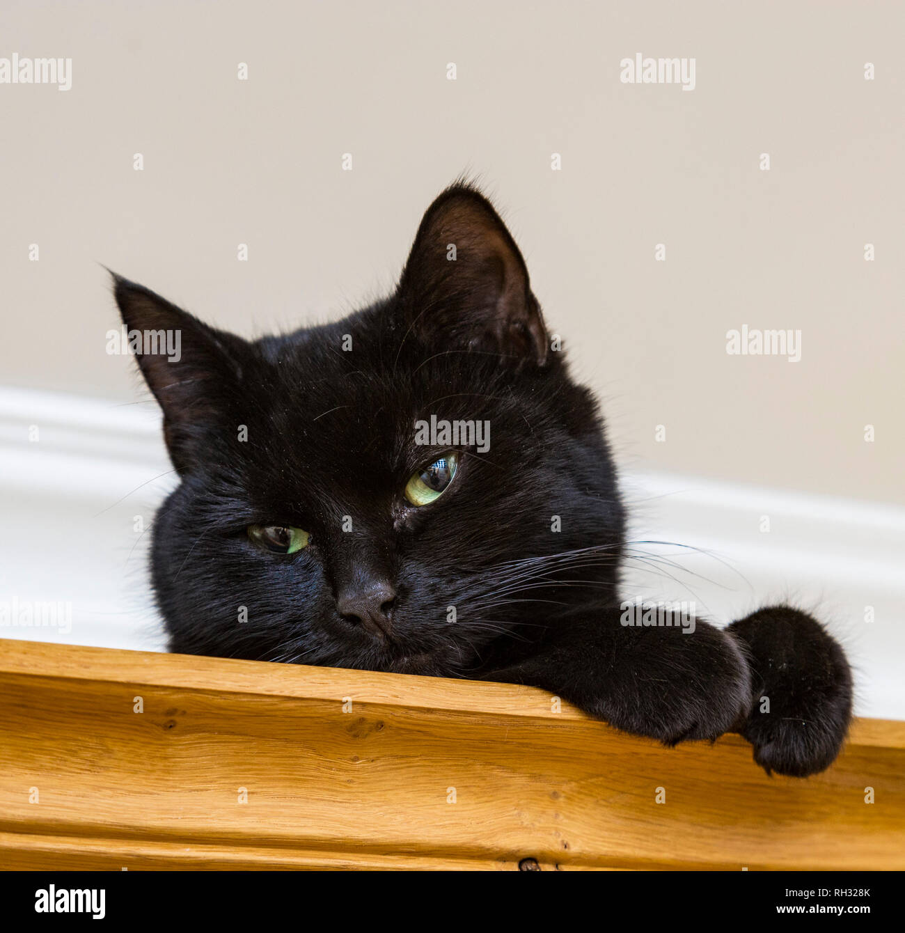 Un jeune chat noir assis sur le dessus d'une armoire en bois Banque D'Images