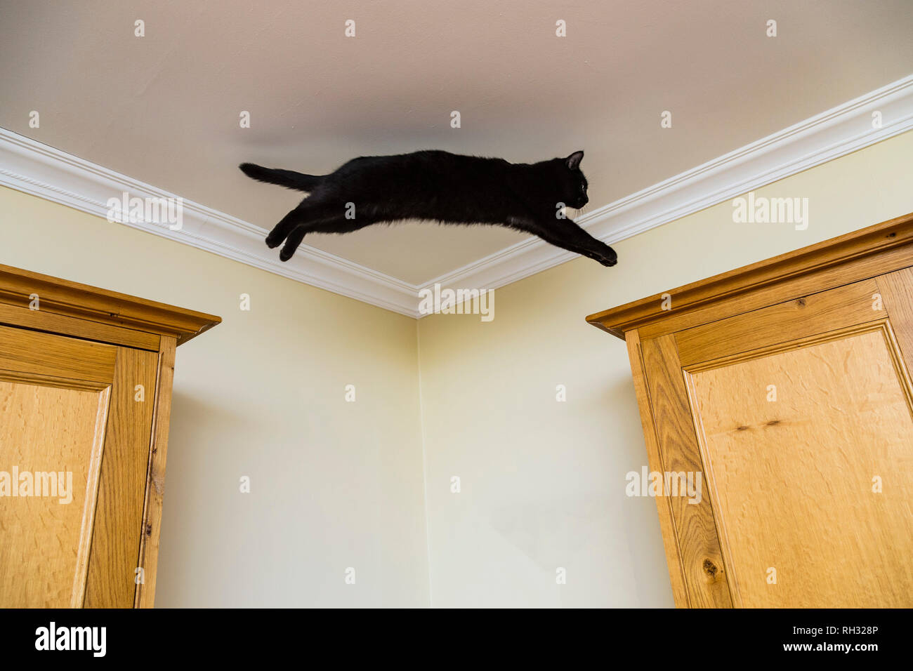 Un jeune chat noir saute entre deux placards en bois. Banque D'Images