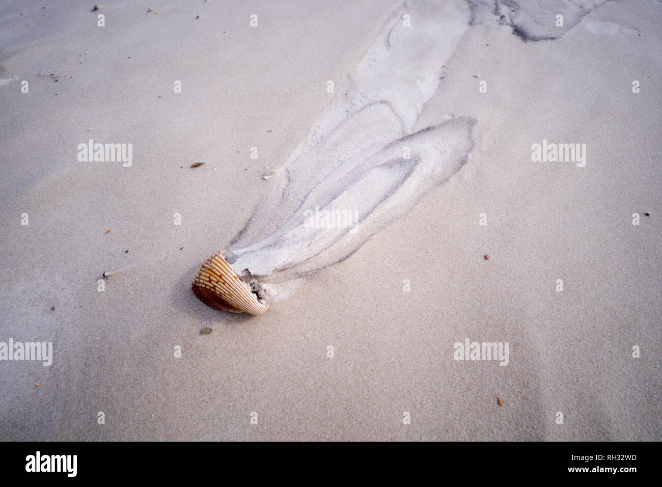 Les coquillages sur la plage près de Fort Morgan, de l'Alabama. Close up montre des patrons dans le sable causée par l'érosion éolienne et hydrique. Banque D'Images