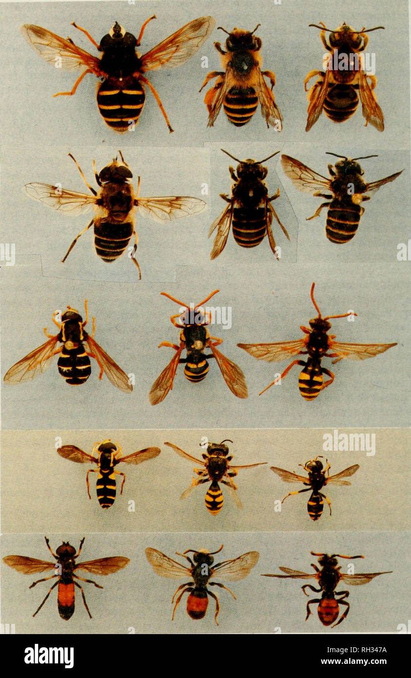 . British journal of Entomology and natural history. Histoire naturelle ; l'entomologie. BR. J. ENT. HIST NAT . 13 : 2000. Planche 4 de la rangée du haut : Sericomyia lappomi fiavipes, Andrena. Amlrena luhialis : Deuxième rangée : Eristalis. arbustonim Homme punctulatissima Stelis &AMP ; femmes ; troisième rangée : Xanthogramma citrofascialum, Nomada goodeniana, N. marshamella Quatrième rangée : pedisseqinim Crahro crihrarius Xanthogramma,. Ectemnius sp. ; rangée du bas : Pyrophaena granditarsa Amlrena lahiata,. Nomada fabriciana.. Veuillez noter que ces images sont extraites de la page numérisée des images qui peuvent avoir été retouchées numériquement pour lire Banque D'Images