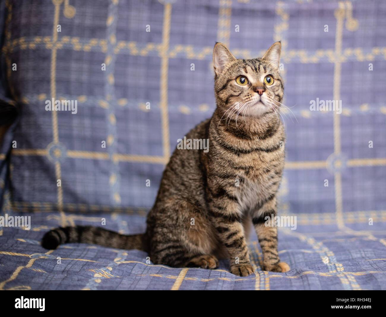 Portrait de beau chat gris bleu sur fond motley Banque D'Images