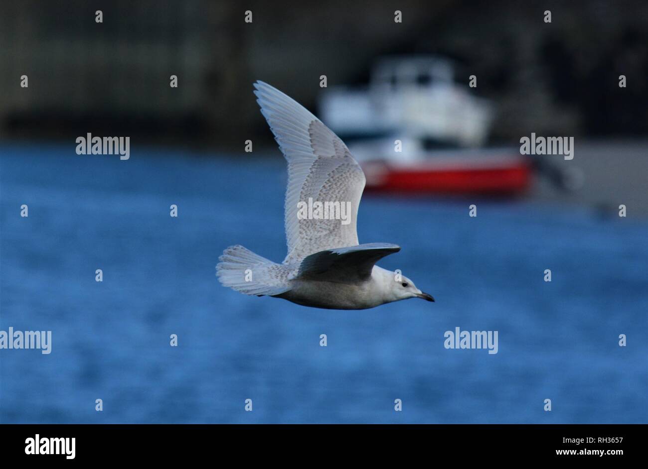 Goéland à ailes blanches Banque D'Images