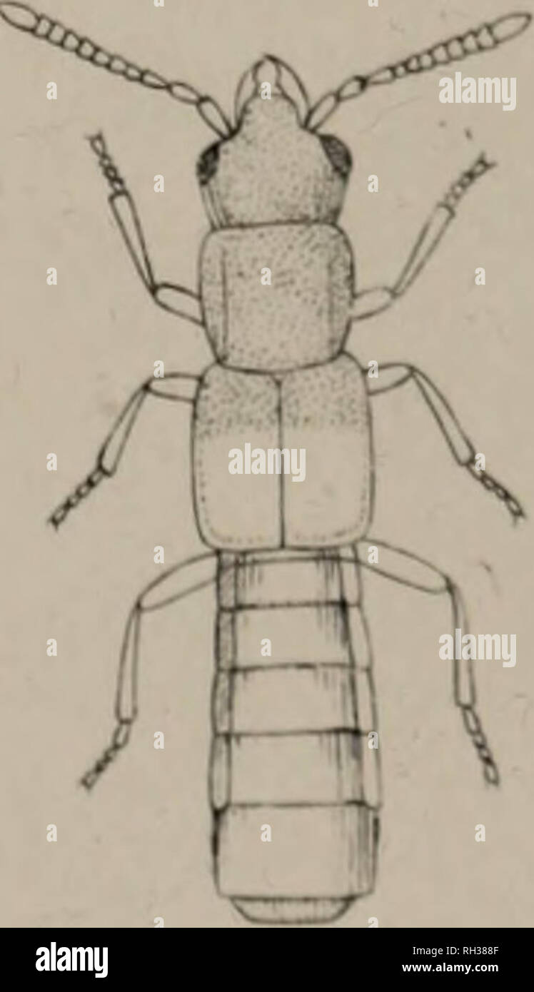 . Les Britanniques Coleoptera délimitée, composé de personnalités de tous les genres de la coléoptères. Les coléoptères. 1. 2 CYPOPH ENCEPHALUS,/ENA 3 OLIGOTA,  +, ALEOCH OXYPODA AR ' 5 6. CALLICERU HYGPxONOMA HOMALOTA5 7 5. Veuillez noter que ces images sont extraites de la page numérisée des images qui peuvent avoir été retouchées numériquement pour plus de lisibilité - coloration et l'aspect de ces illustrations ne peut pas parfaitement ressembler à l'œuvre originale.. Gerstaeckeri Chevrier, William Edward, 1802-1868 ; Spry, W. , illus. Londres, W. Crofts Banque D'Images