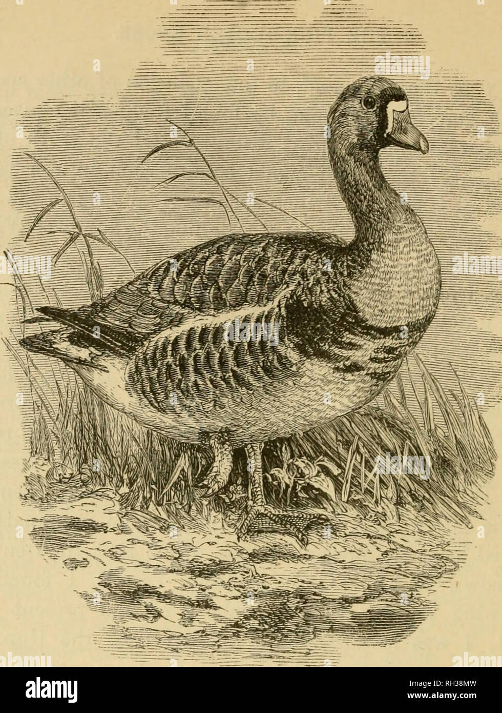 Oiseaux Britanniques Dans Leurs Favoris Les Oiseaux Le