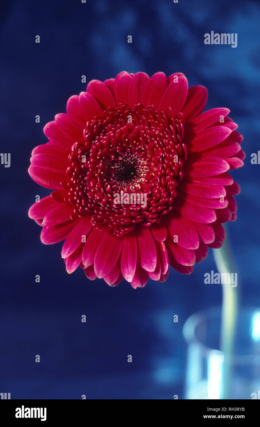 Close up of red Gerbera flower against blue background Banque D'Images