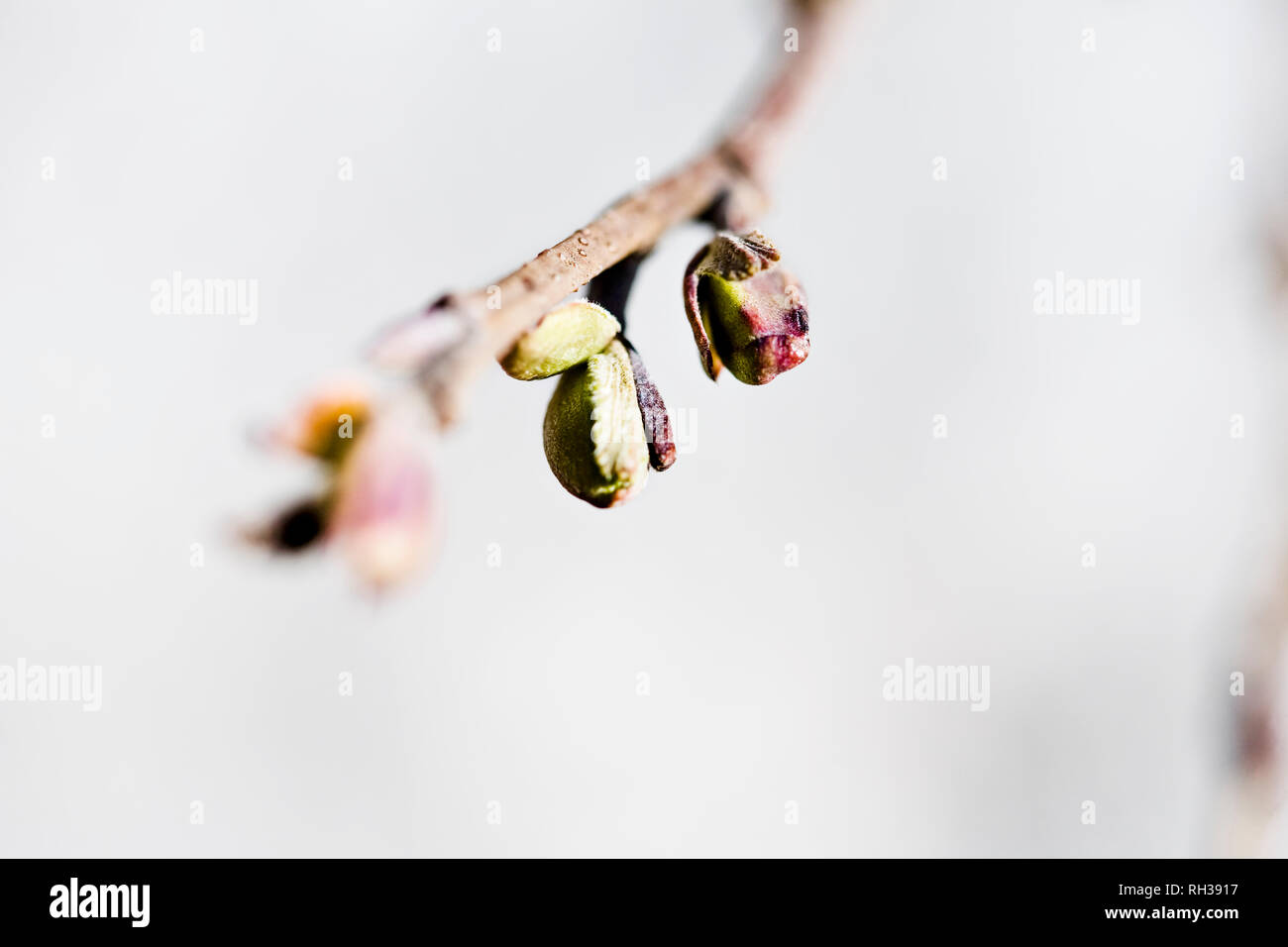 Les bourgeons sur les rameaux, close-up Banque D'Images