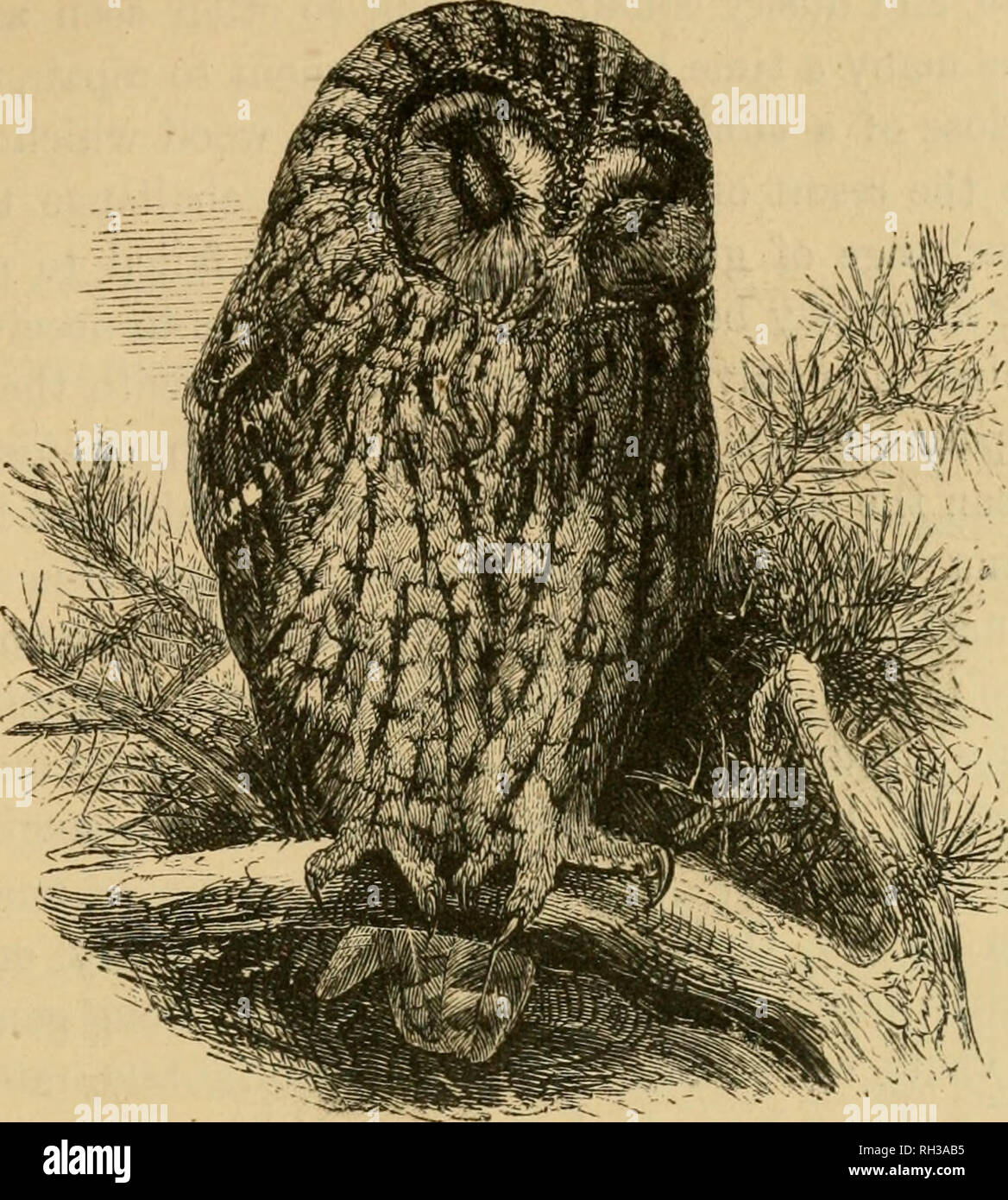 . Oiseaux britanniques dans leurs favoris. Les oiseaux. La Chouette hulotte. SYRNIUM ALU CO. B^ak jaune gris bleuâtre ; hôtel gnaoua ; sombre des parties supérieures brun rougeâtre, différemment marqués et tachetés de brun foncé, noir, et gris ; de grandes taches blanches sur les scapulaires et des tectrices primaires ; et la queue barrée alternativement avec dark et brun rougeâtre ; parties inférieures blanc rougeâtre, avec barres transversales et longitudinales brun sombre des veines des jambes à plumes ; les griffes. Seize pouces de longueur ; largeur 90 cm. Oeufs blanc terne. Cet oiseau, le Ulula des anciens, a pris son nom du Latin ululare ; utiliser le mot Banque D'Images