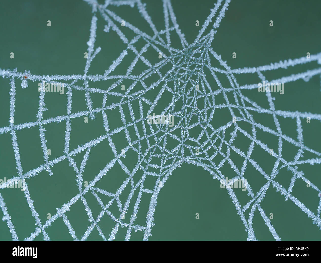 Frozen spider's web macro avec des cristaux de glace et un fond vert Banque D'Images