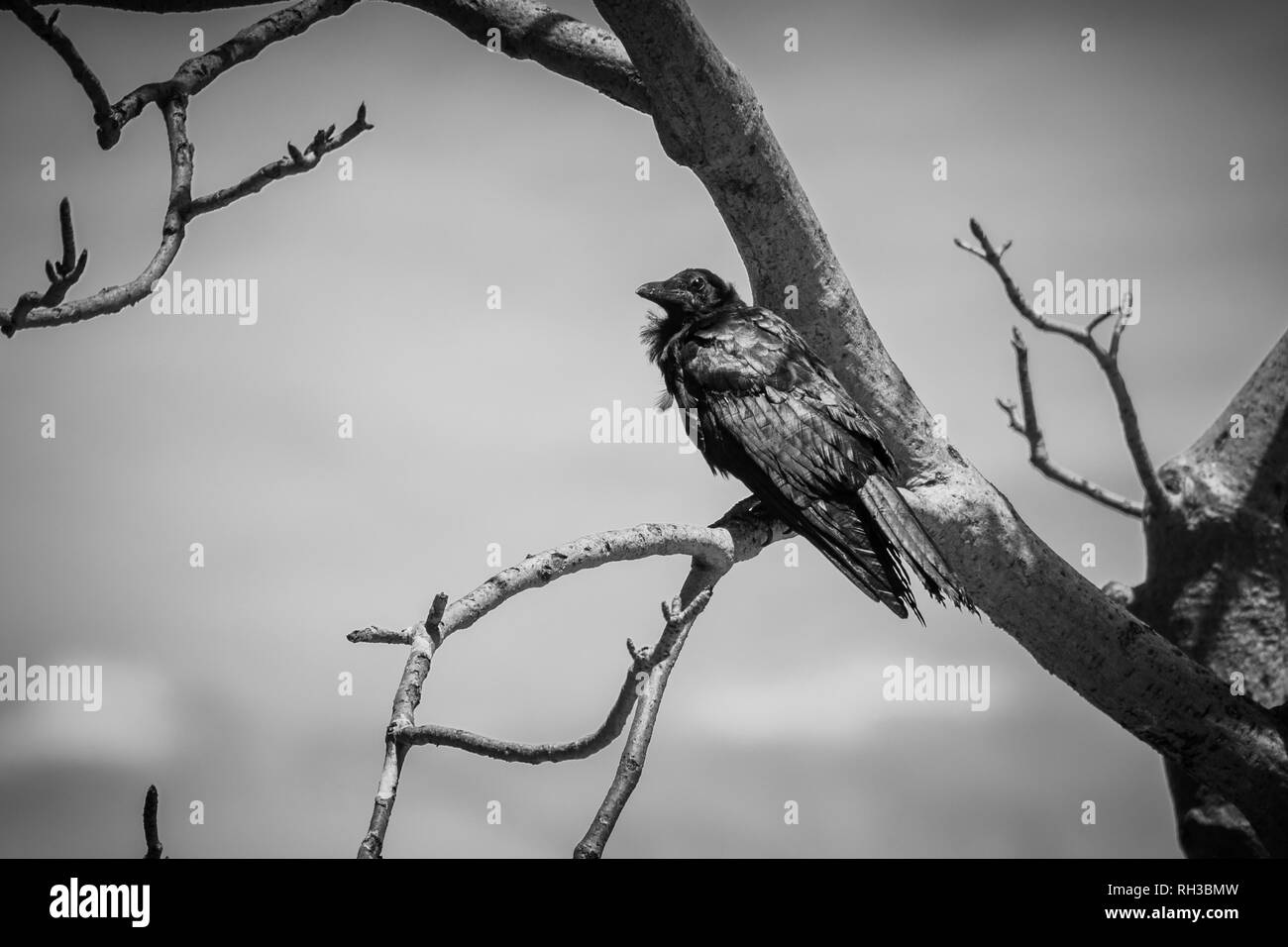 Corbeau noir assis dans l'Adansonia digitata Baobab alias sans leafs en noir blanc Banque D'Images